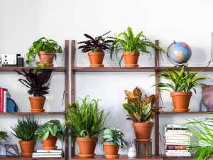 Fill your house with indoor plants